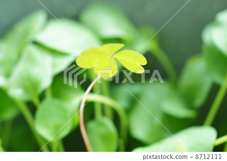 酢漿草 酢漿草 8712111