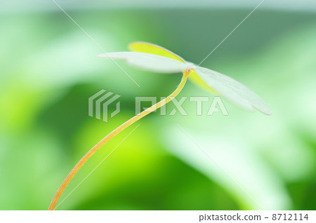 酢漿草 酢漿草 8712114