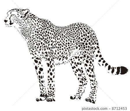 Gepard - Black and white cheetah Gepard - Black and white cheetah 8712453