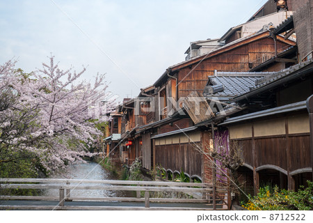 Gion Shirakawa cherry blossom row tree 8712522