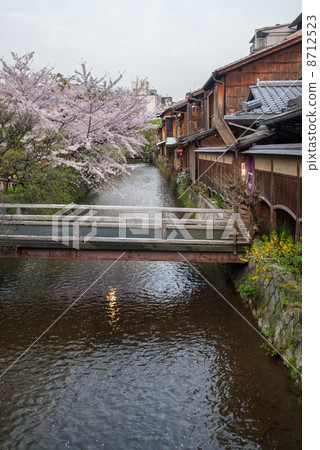 祗園白川町櫻花行樹 8712523