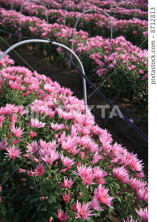 Edible chrysanthemum field 8712813