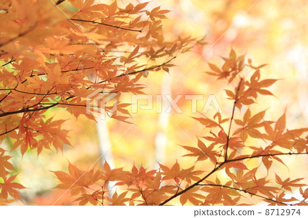 Autumn leaves 8712974