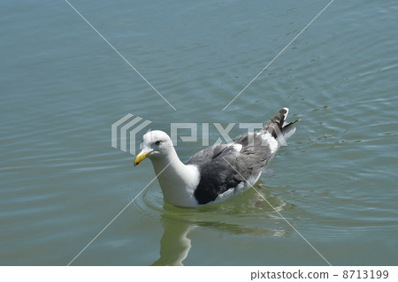 seagull seagull 8713199