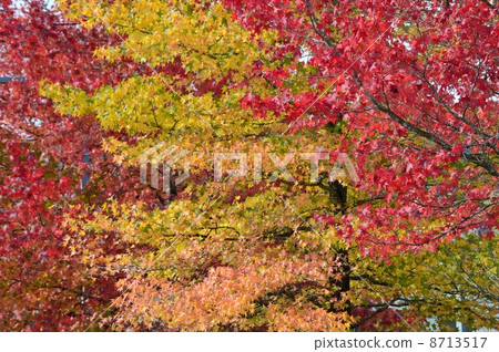 街道樹秋葉美國果子 8713517