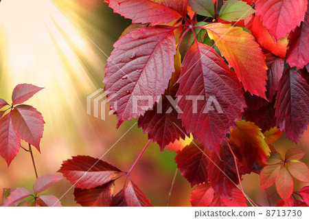 autumn leaves autumn leaves 8713730