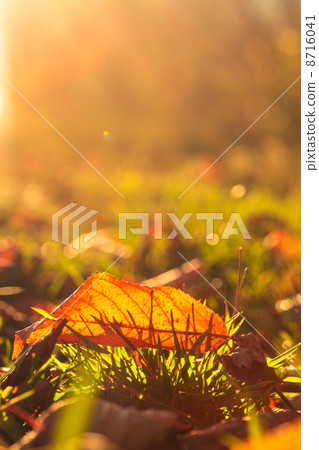 Autumnal leaf Autumnal leaf 8716041
