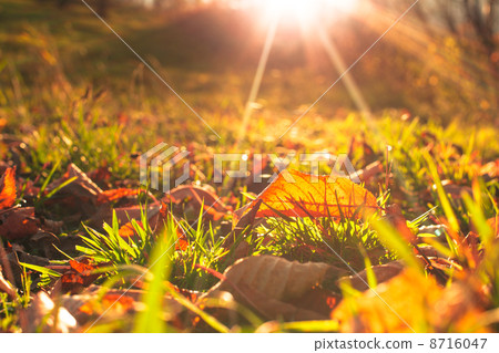 Autumnal leaf 8716047