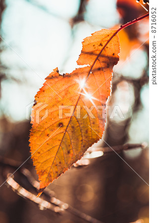 Last leaf Last leaf 8716052