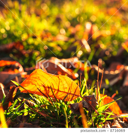 Autumnal leaf Autumnal leaf 8716069