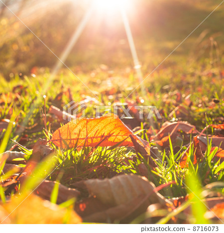 Autumnal leaf 8716073