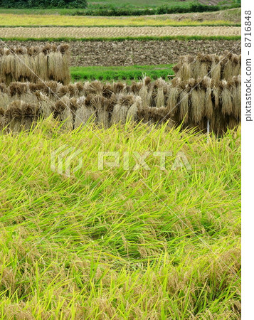 水稻收穫 8716848
