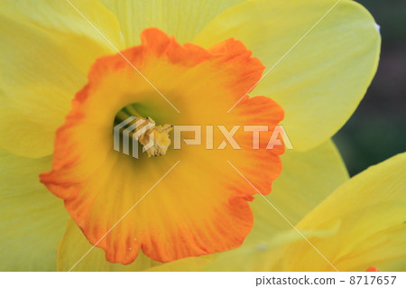 Miyagi Zao Eboshi Sai節日 8717657