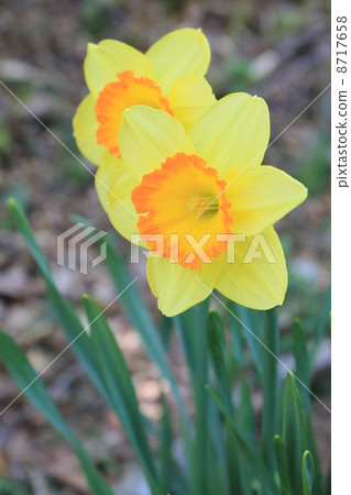 Miyagi Zao Eboshi Sai節日 8717658