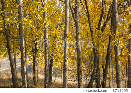 European aspen (Populus tremula) grove in autumn. European aspen (Populus tremula) grove in autumn. 8718095