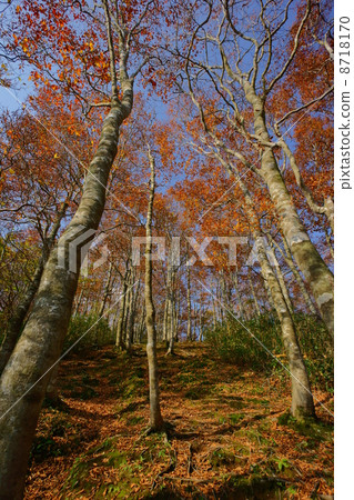 Forest autumn leaves Forest autumn leaves 8718170