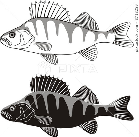 Perch - illustration of freshwater fish Perch - illustration of freshwater fish 8718259