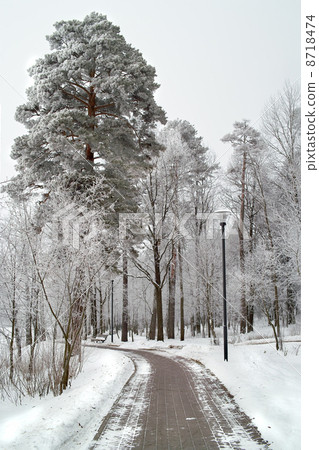 Hoarfrost on trees in frost winter. Hoarfrost on trees in frost winter. 8718474
