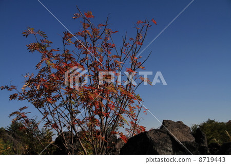 Autumn leaves of Nanakamado Autumn leaves of Nanakamado 8719443