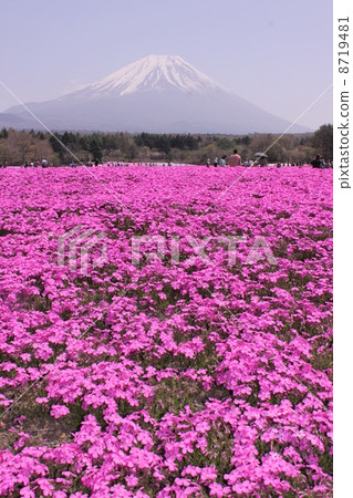 Shiba Sakura and Mt. Fuji 4 8719481