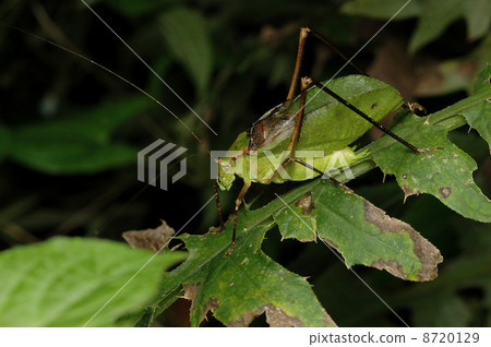 Squealing beetle 8720129