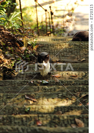 Kitten living in a remote island Kitten living in a remote island 8720315
