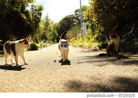 Three cats Three cats 8720320