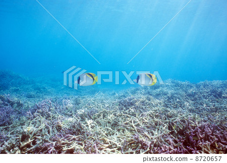 Coral and tropical fish Coral and tropical fish 8720657