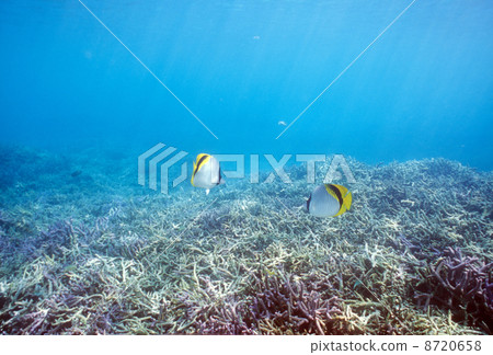 珊瑚和熱帶魚 珊瑚和熱帶魚 8720658