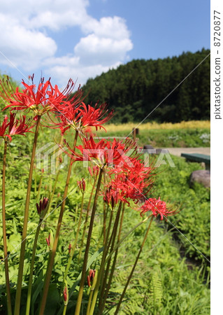 Higanbana of Ieno Risuzawa 8720877