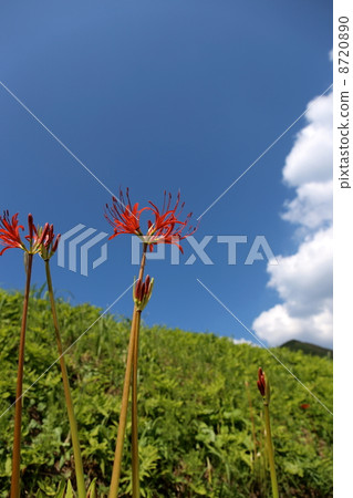 Ieno Risuzawa的Higanbana Ieno Risuzawa的Higanbana 8720890