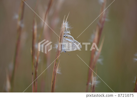Uranium trees and autumn leaves 8721075