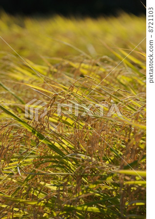 Rice field 8721103