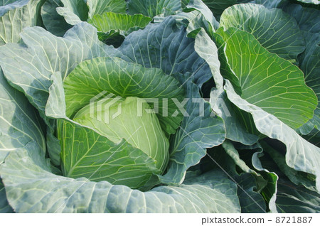 Cabbage at harvest Cabbage at harvest 8721887