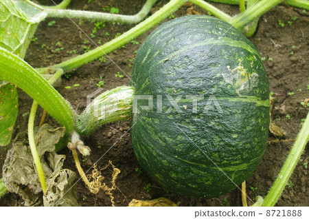 Pumpkin grown in the field Pumpkin grown in the field 8721888
