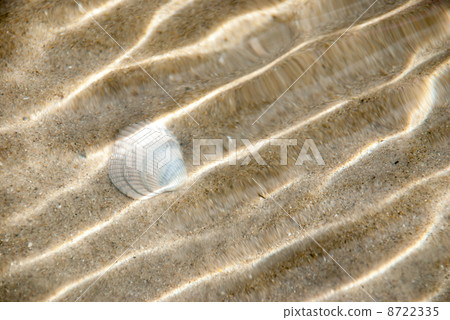 一個貝殼殼 8722335