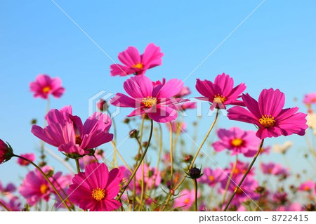 Fall cherry tree 8722415