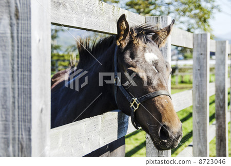 風景與小馬駒新年賀卡材料2026生肖可愛小馬駒的特寫 8723046