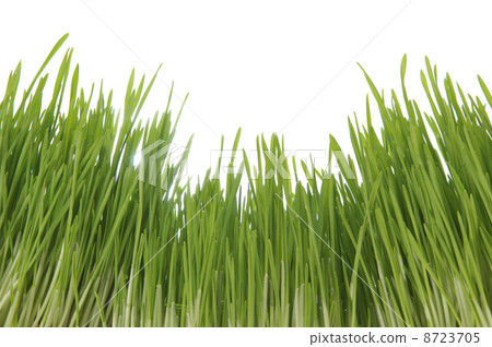 Enormous green grass 8723705