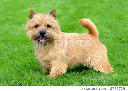 The typical Norwich Terrier on a green grass lawn 8723729