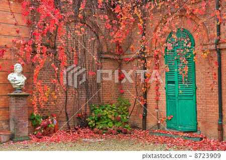 Ivy on brick walls. 8723909