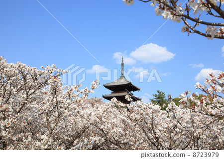 Omurozakura at Ninnaji Temple 8723979
