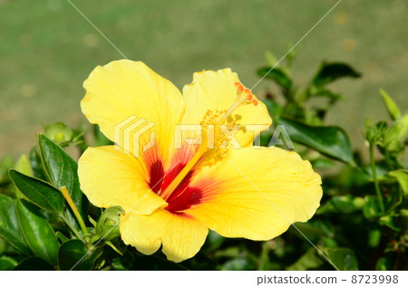 Holidays in Hawaii Holidays in Hawaii 8723998
