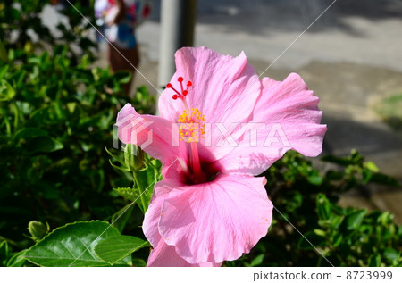 夏威夷的假期 夏威夷的假期 8723999