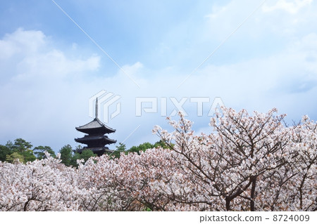 大黑櫻桃樹和五層寶塔 大黑櫻桃樹和五層寶塔 8724009