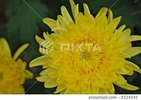 Yellow chrysanthemum Yellow chrysanthemum 8724345