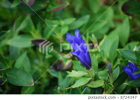 龍膽花 龍膽花 8724347
