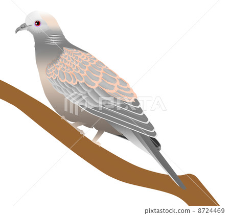 Illustration of pheasant 8724469