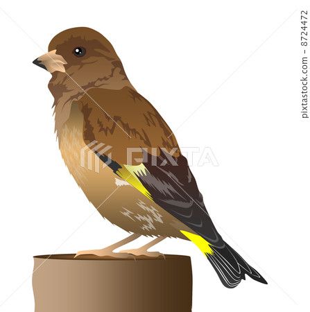 Illustration of Kawarahiwa 8724472