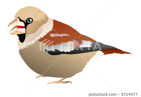 Shark illustration Shark illustration 8724477